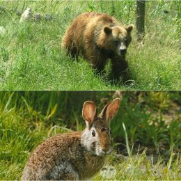 Случай в лесу. Короткий стих про медведя