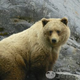 Детские загадки про медведя