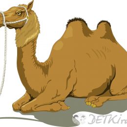 Верблюд. Картинки для детей, трафареты, шаблоны для рисования, раскраски