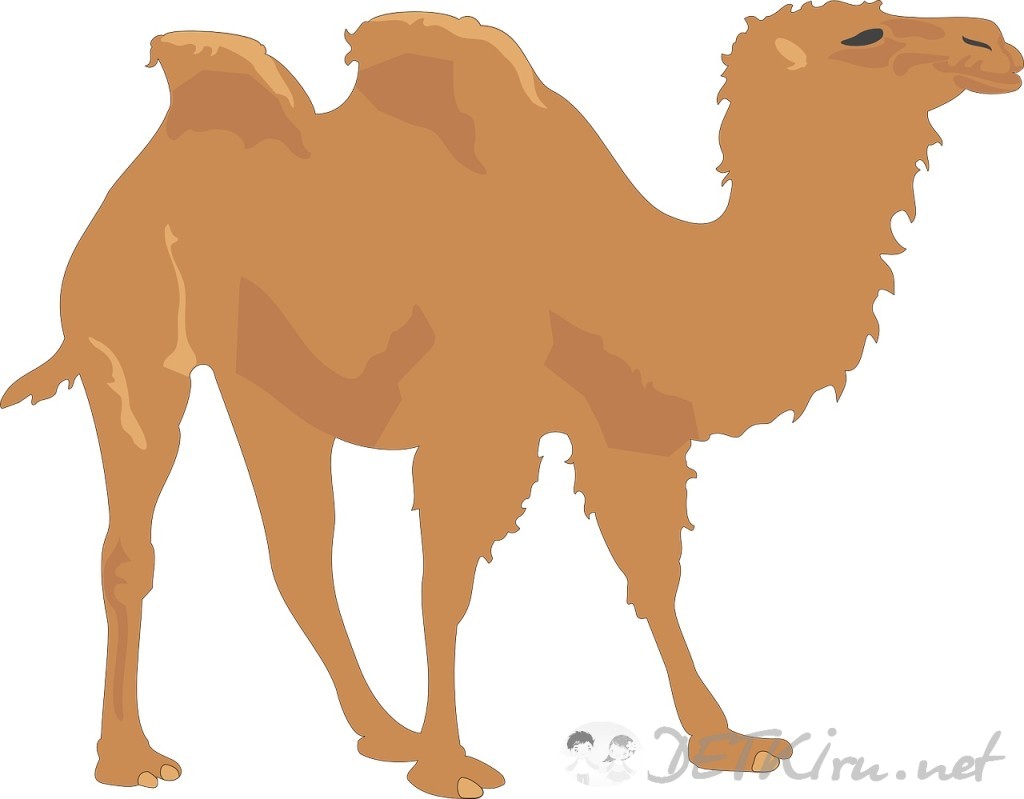 верблюд картинки для детей 4