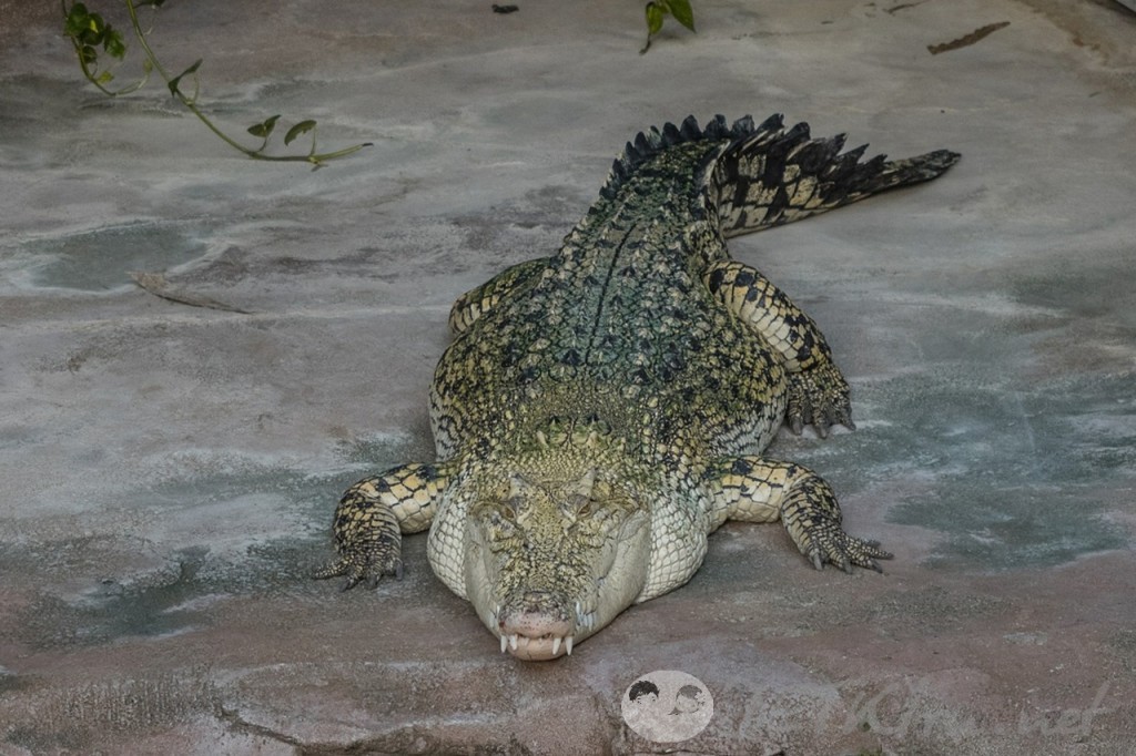 загадки с подвохом для детей - крокодил (фото)