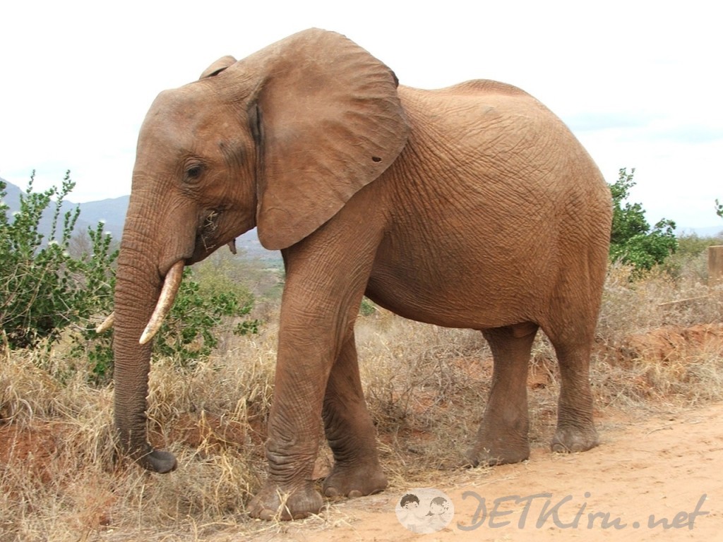загадки с подвохом для детей - слон (фото)