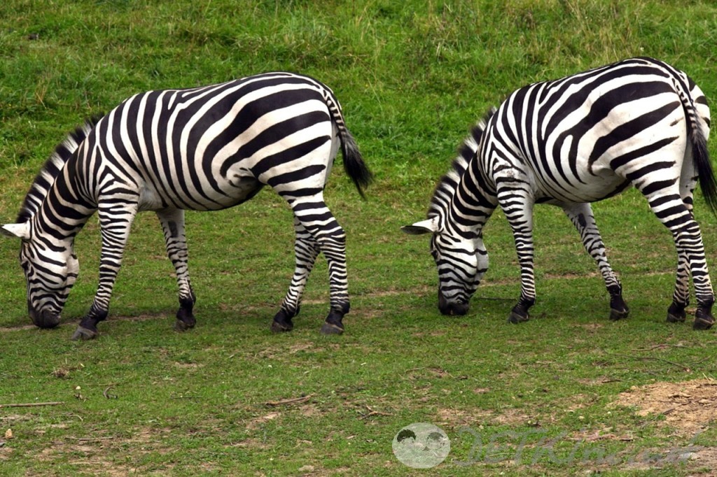 загадки с подвохом для детей - зебра (фото)