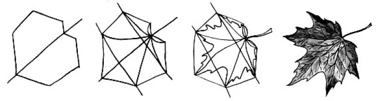 Как карандашом нарисовать кленовый лист поэтапно карандашом для