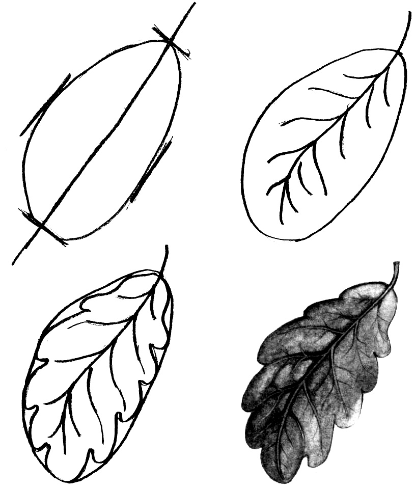 Картинка лист карандашом. Листья карандашом. Поэтапное рисование листьев деревьев. Листик рисунок. Листья для срисовки.