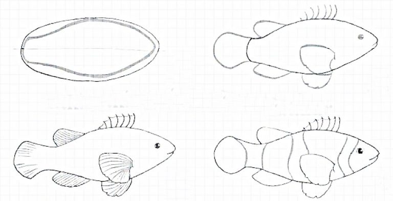 Как нарисовать рыбу поэтапно
