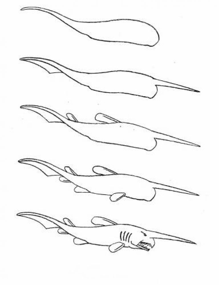 Как рисовать акулу поэтапно