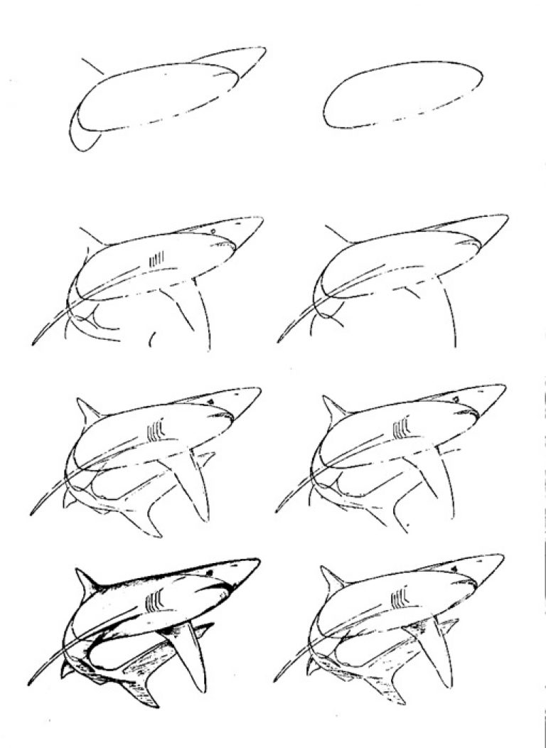 Поэтапное рисование акулы