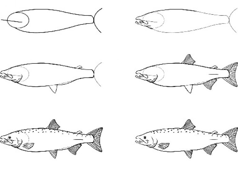 Как нарисовать лосося