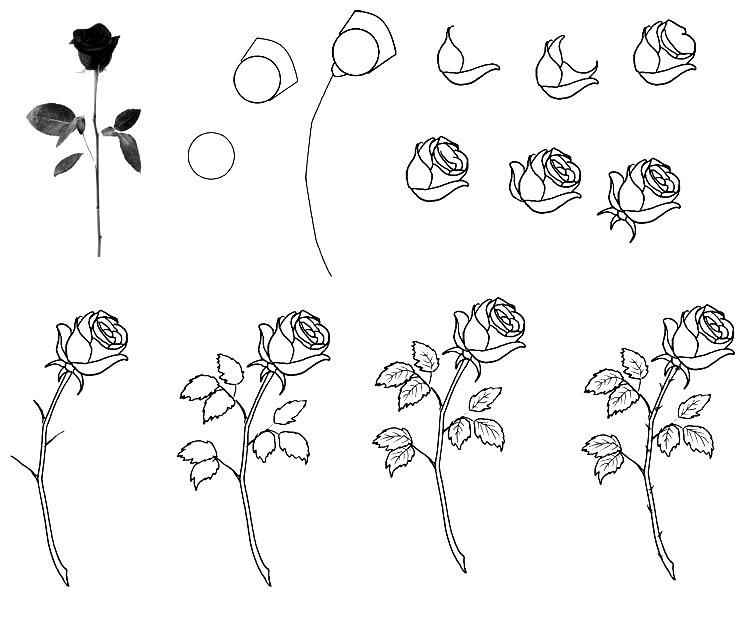 Как нарисовать розу поэтапно: 15 способов.