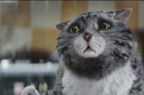 Рождественский кот видео — добрый и красивый ролик к Новому году и Рождеству!