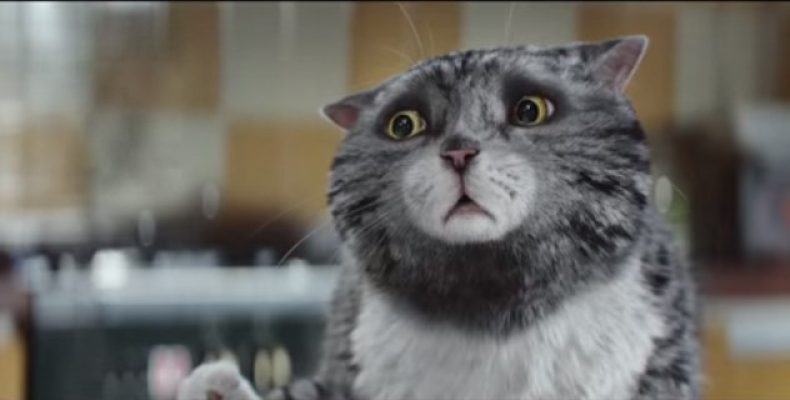 Рождественский кот видео — добрый и красивый ролик к Новому году и Рождеству!