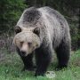 Почему медведь испугался? Маленький смешной рассказ о медведе для детей