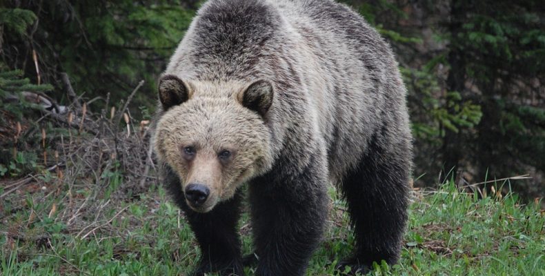 Почему медведь испугался? Маленький смешной рассказ о медведе для детей