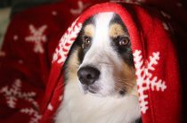 Картинки-открытки на Новый год — собаки, ТОП-20 самых симпатичных!