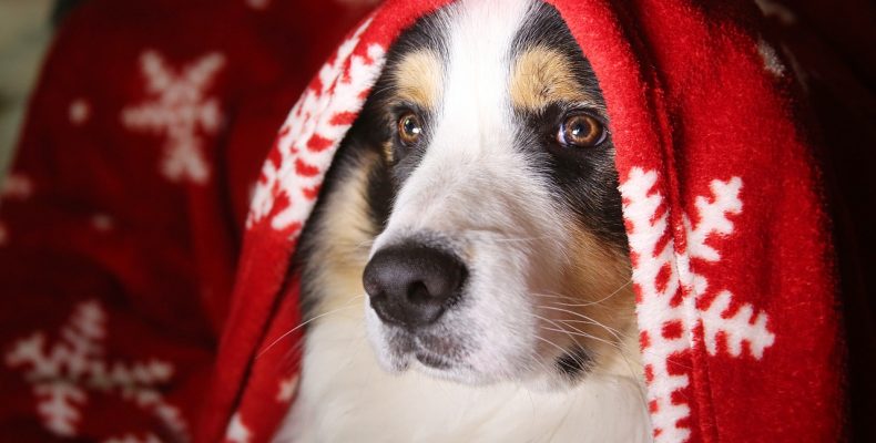 Картинки-открытки на Новый год — собаки, ТОП-20 самых симпатичных!